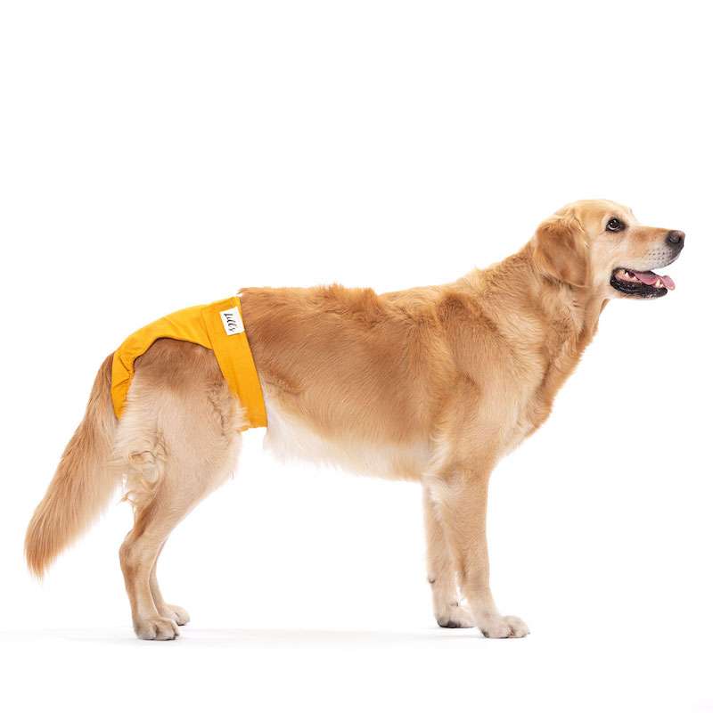 Läufigkeitshosen aus Bio-Baumwolle „Lou“ Amber