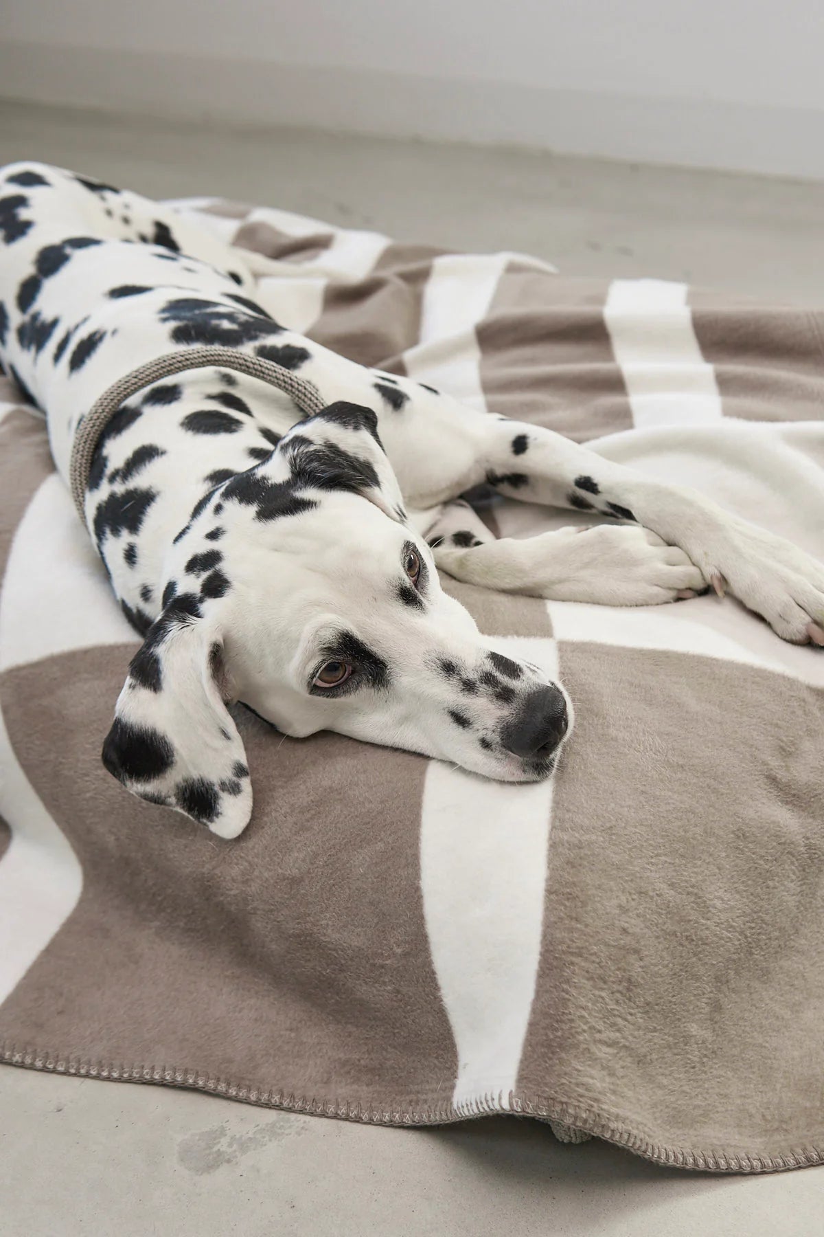 Hundedecke Blocco taupe