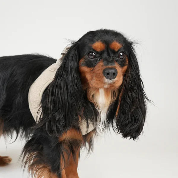 Step-In Dog Harness Teddy Espresso