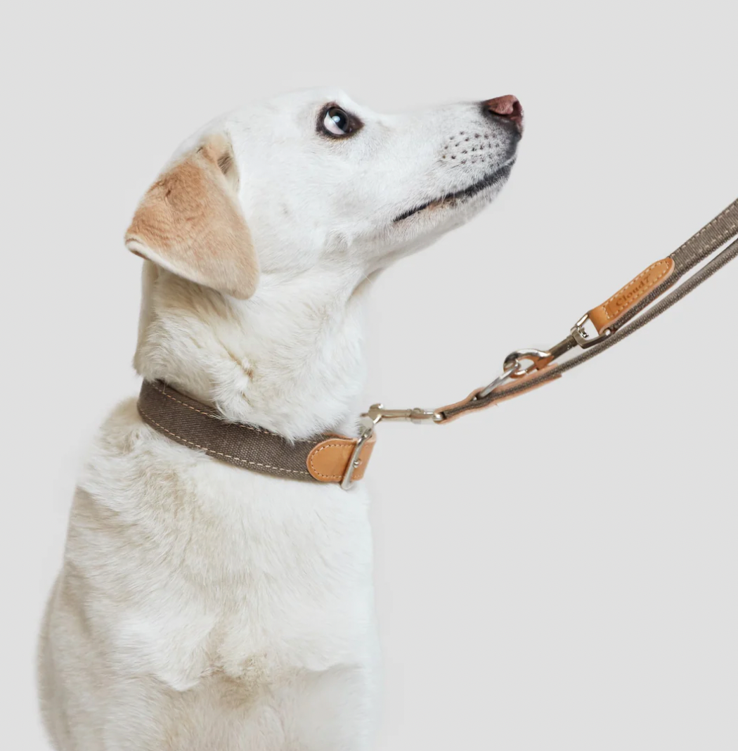Hundehalsband Tivoli Greige