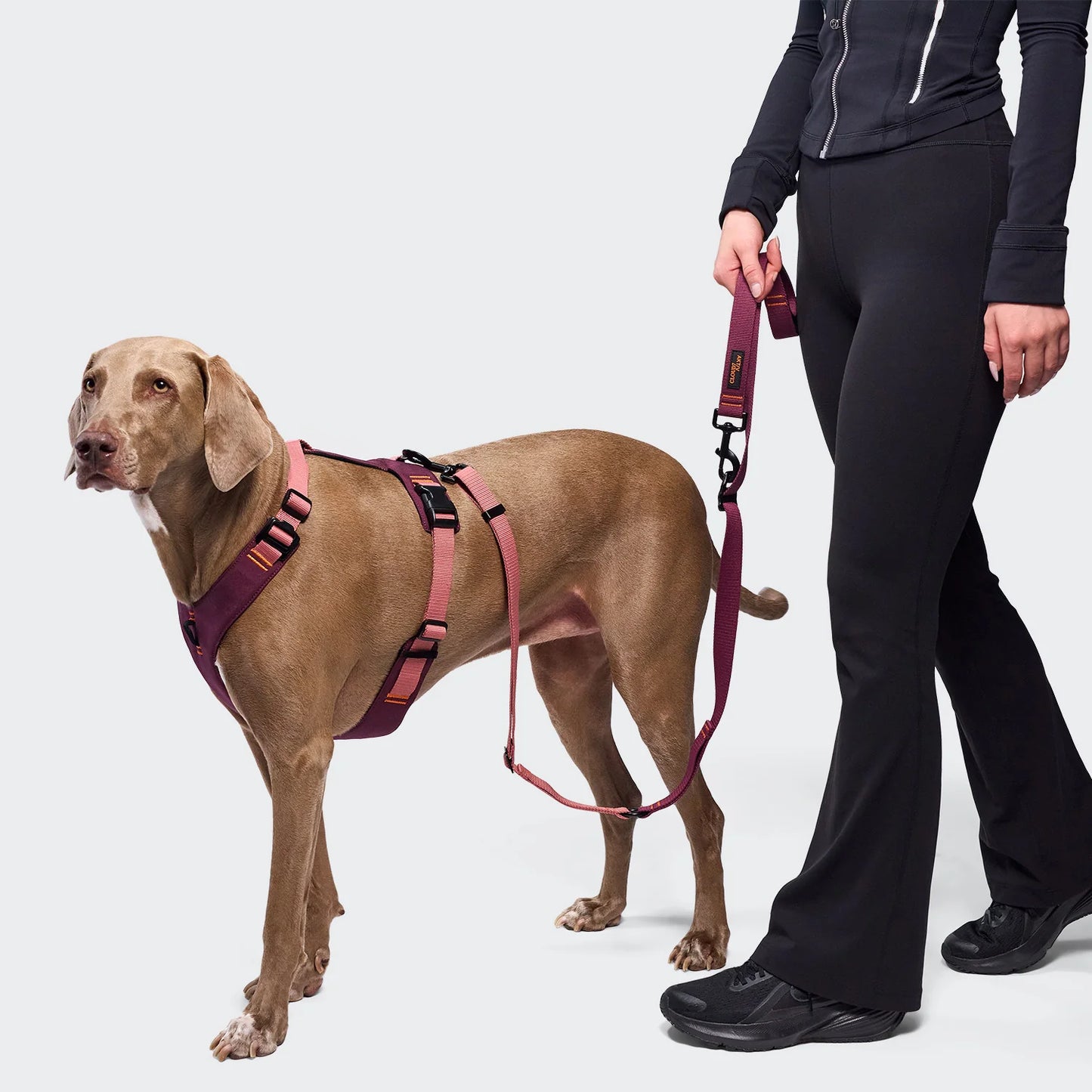 L-1 Freihandleine AKTIV Aubergine/Soft Rose