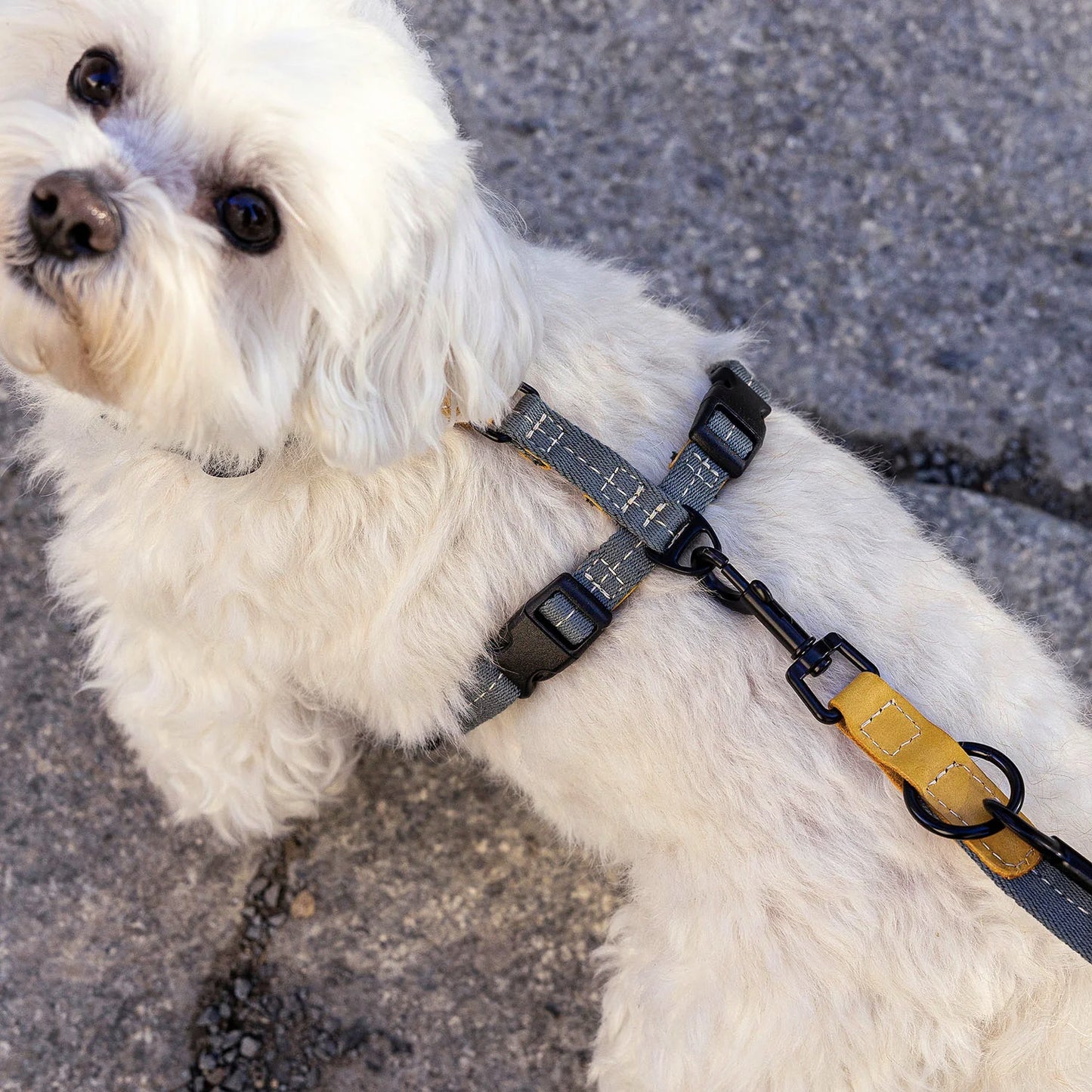Y-Hundegeschirr Madeira Biscuit