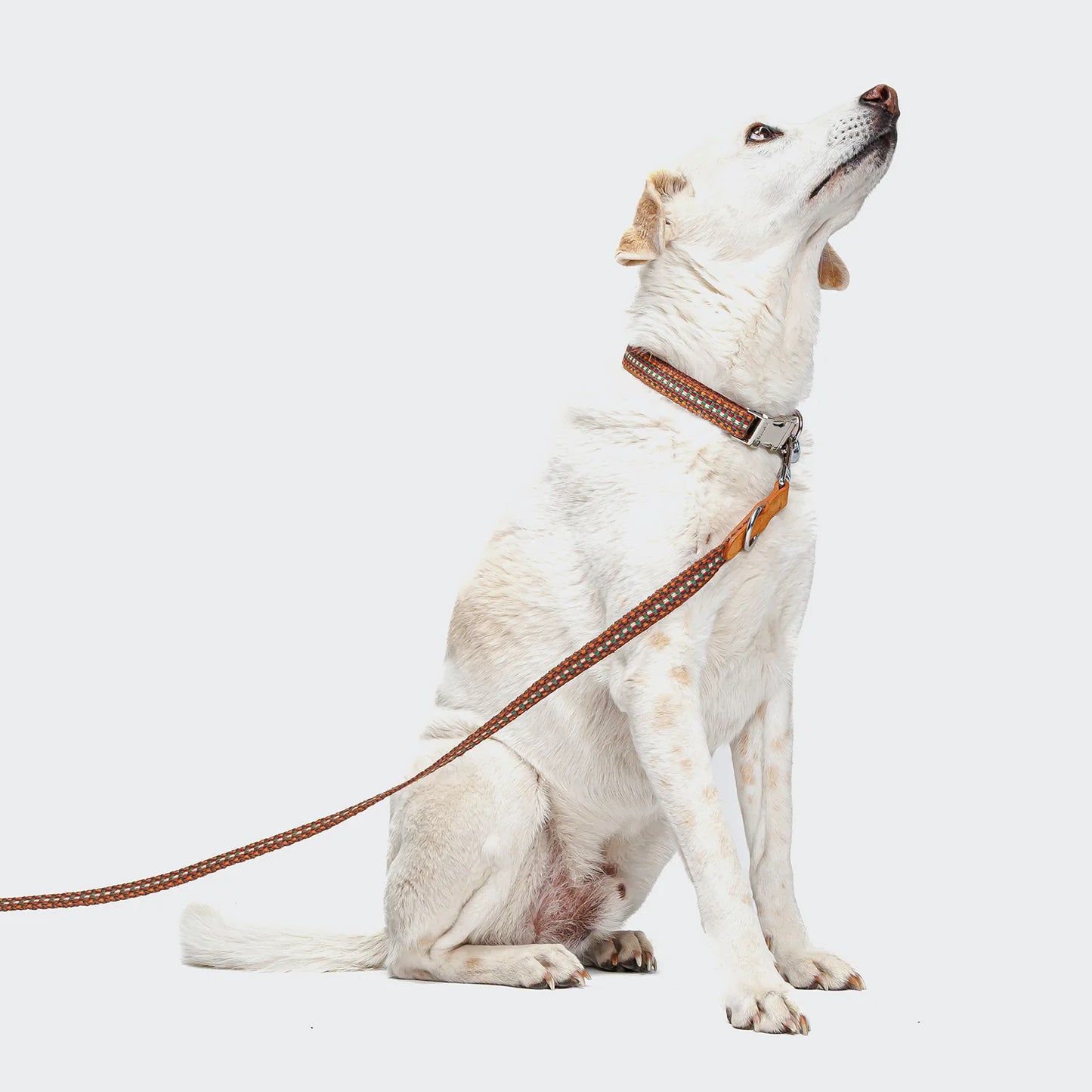 Hundeleine Prater Sunset