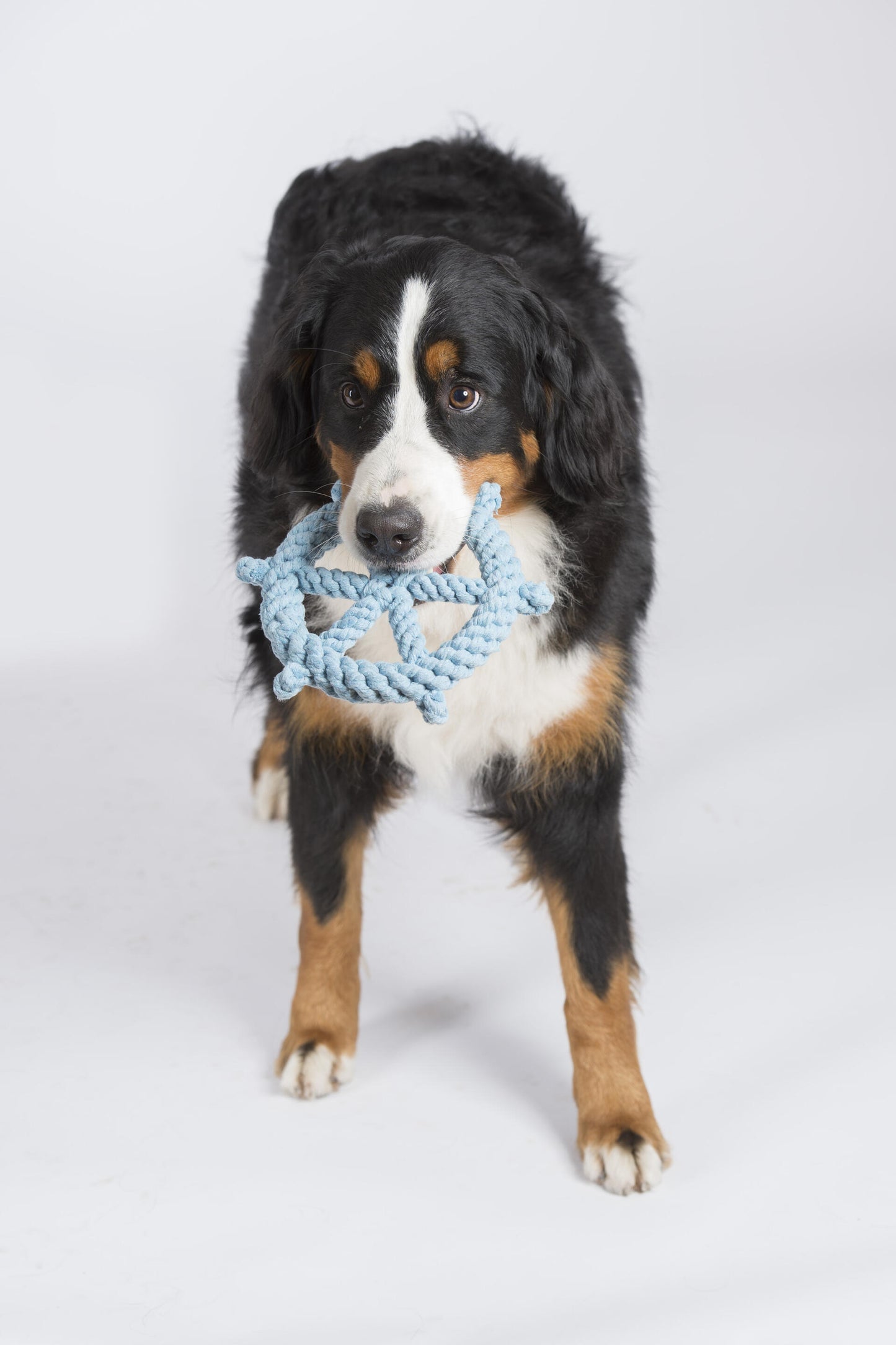 Hundespielzeug Skipper