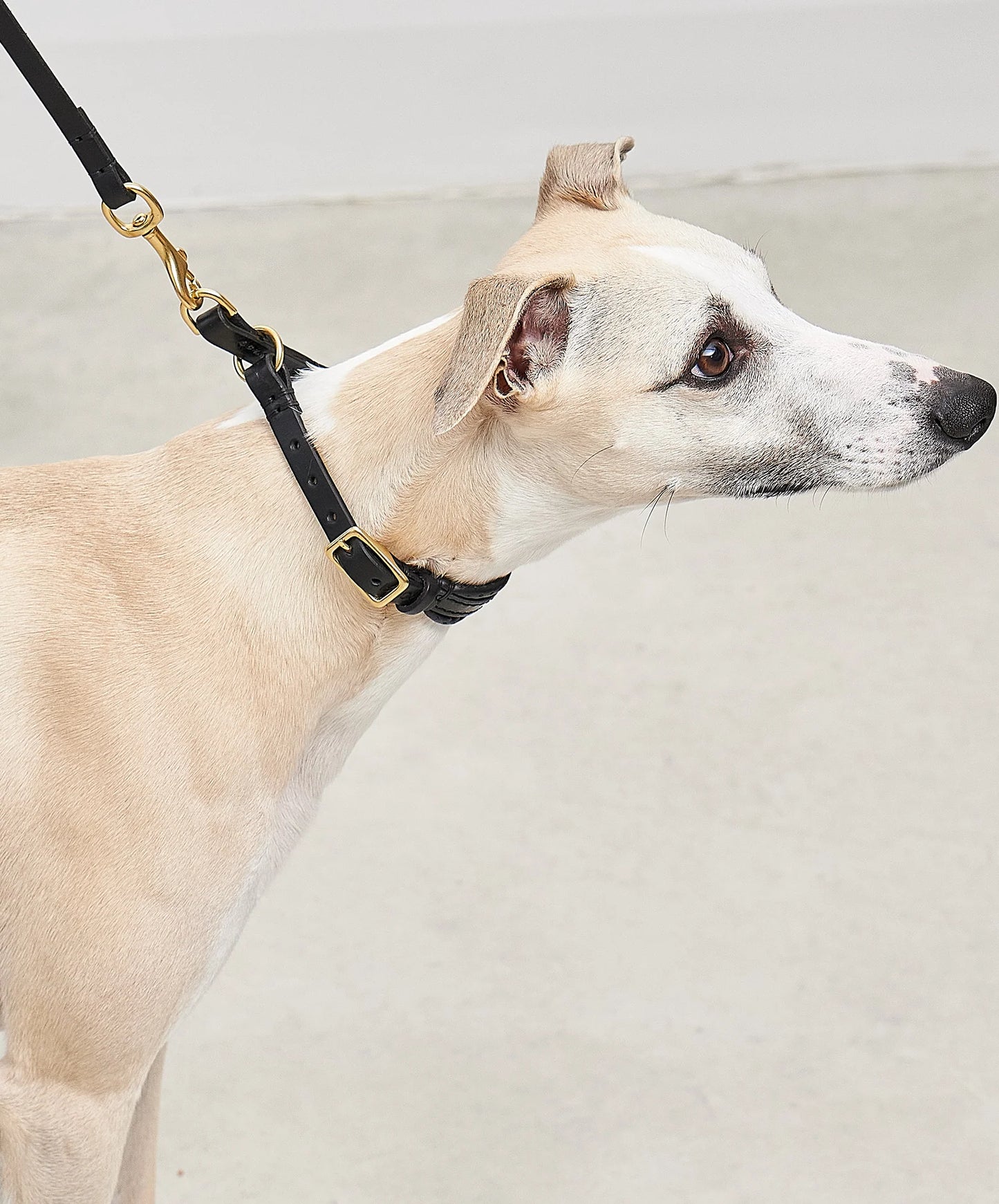 Fano leather martingale collar, black