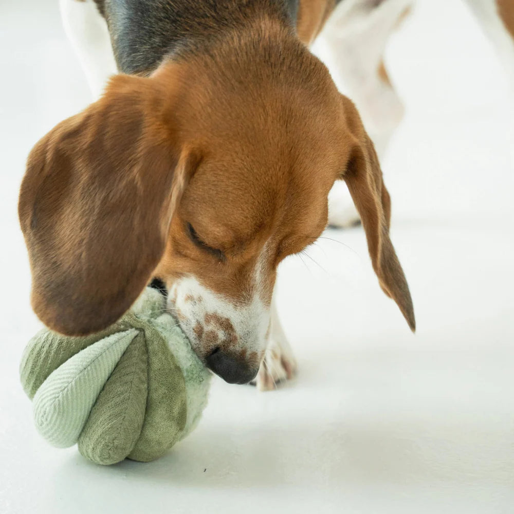 TOTO sniffing toy in green