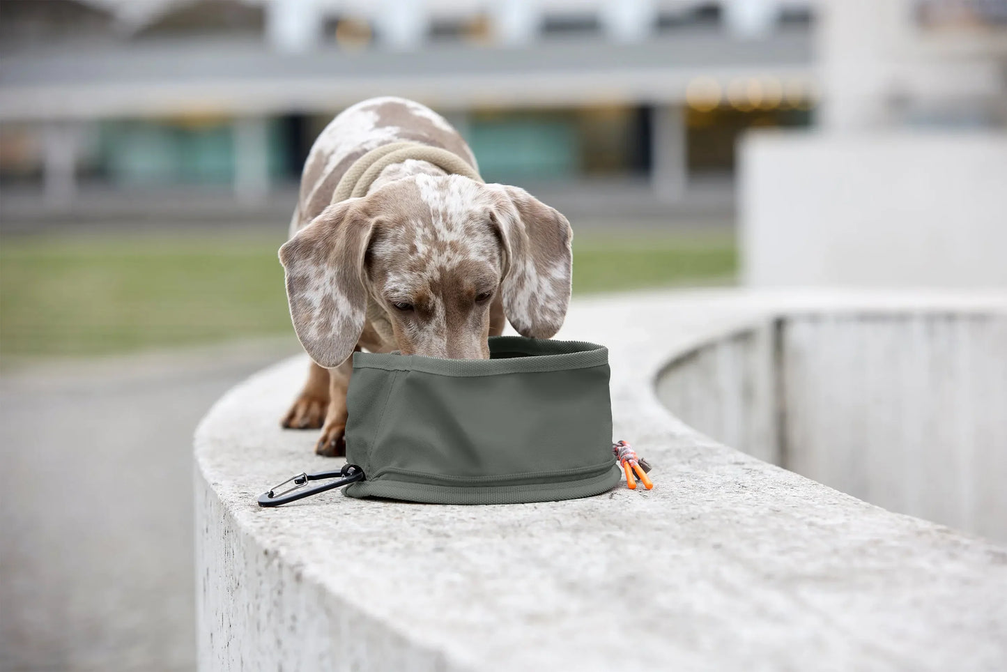 Tura, Dog Bowl to go in dunkelgrün