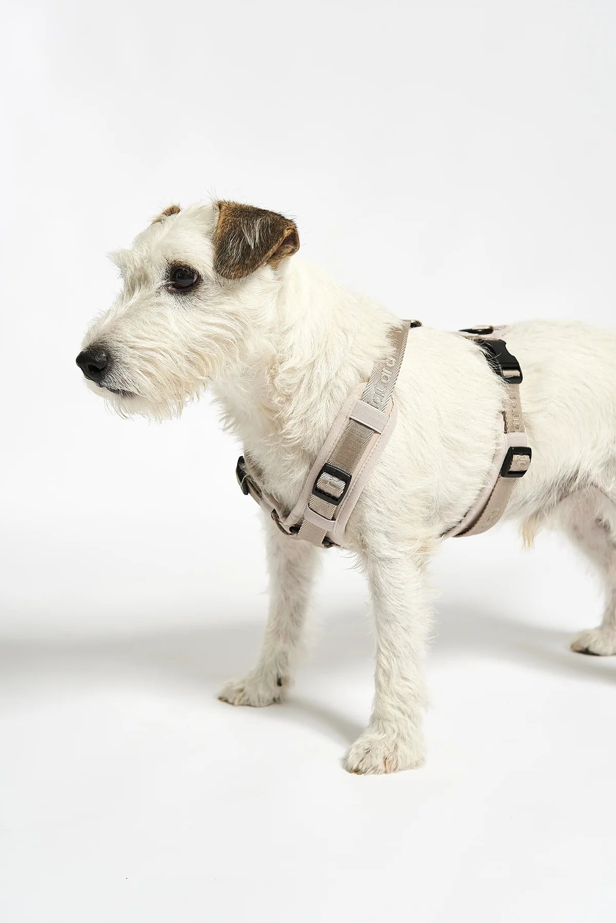 Modena Hundegeschirr in greige