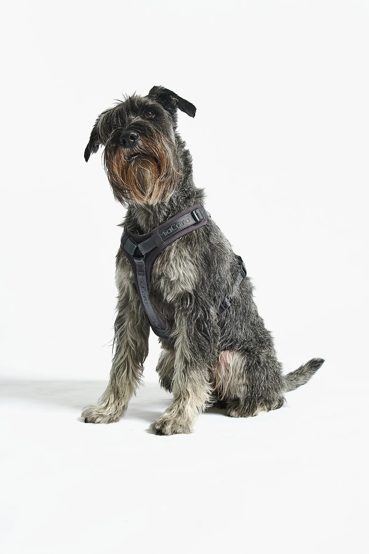 Modena Hundegeschirr in asphalt