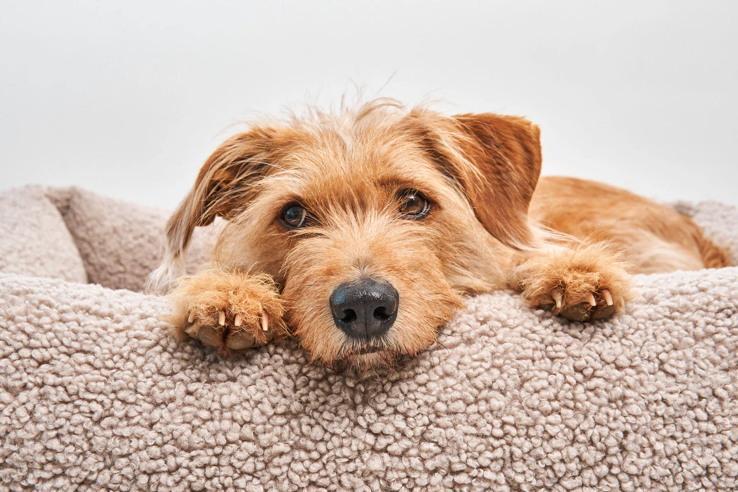 Bezug für Hundebett Senso in greige (ohne Bett)