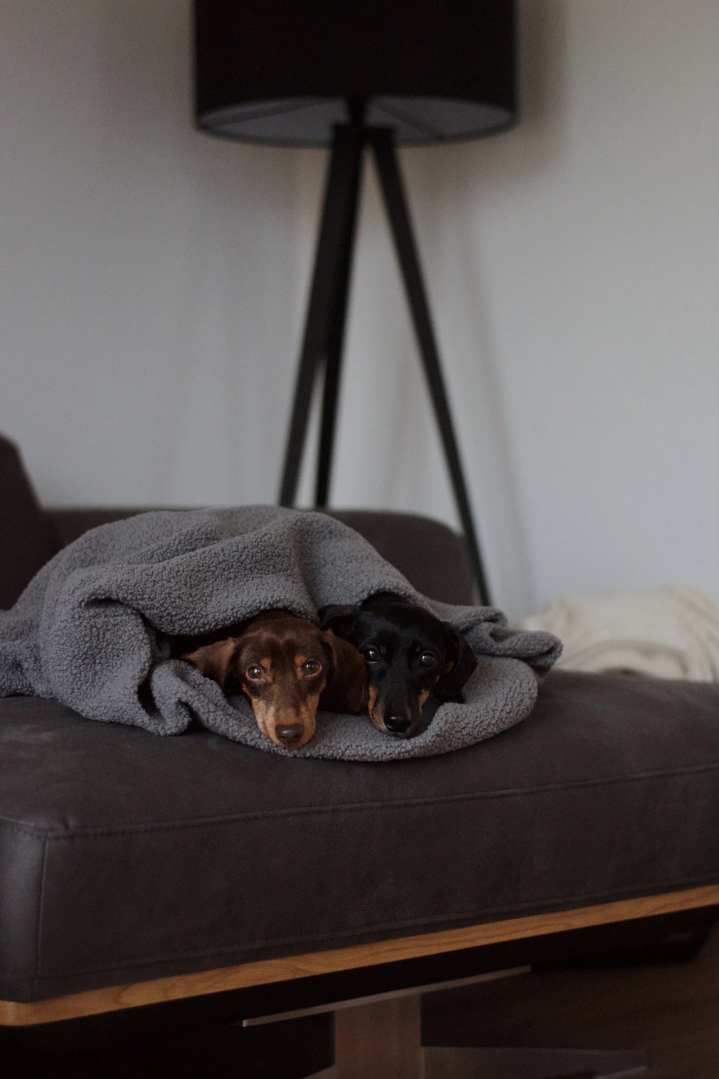 Oversize Hundedecke aus Teddy Anthrazit