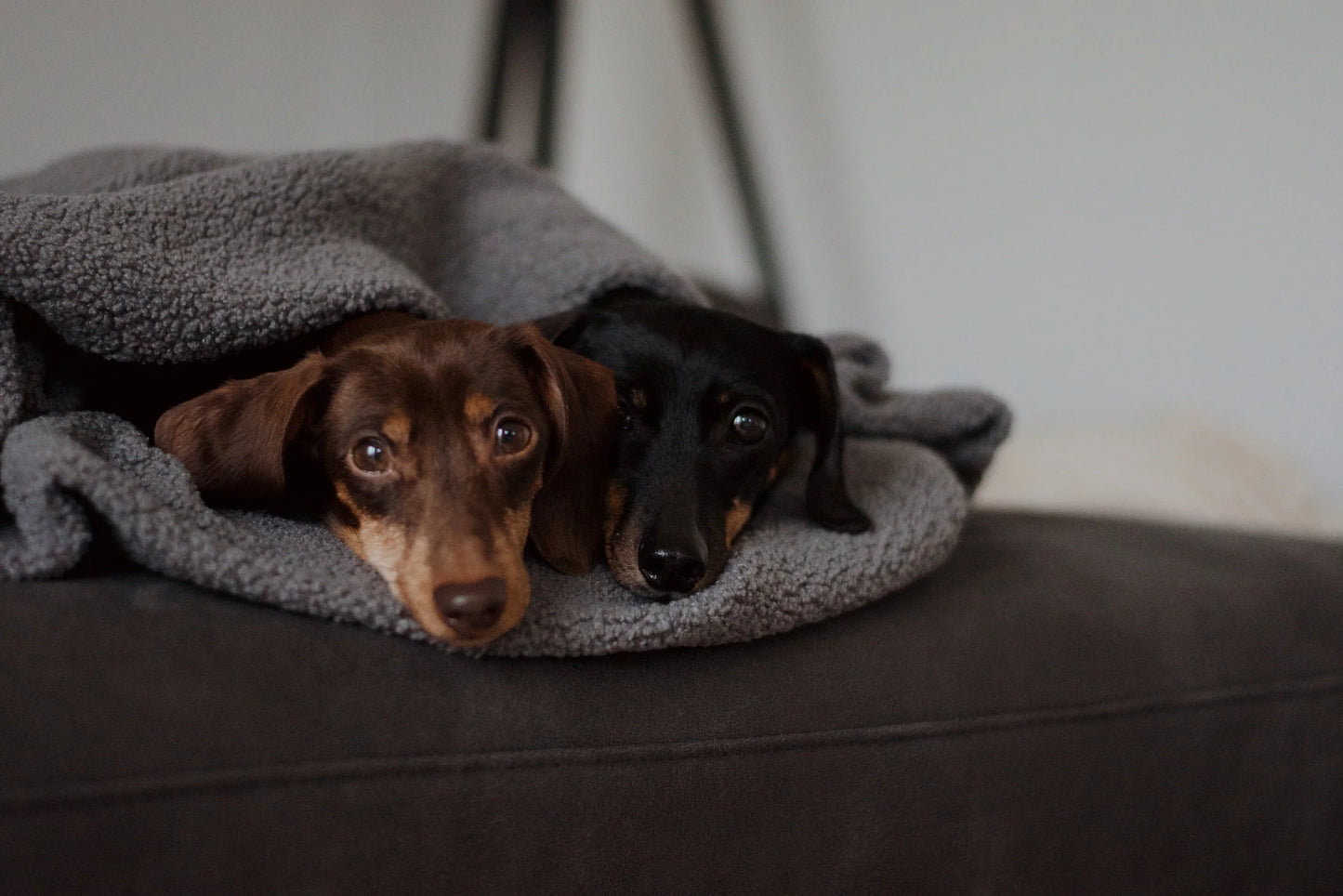 Oversize Hundedecke aus Teddy Anthrazit
