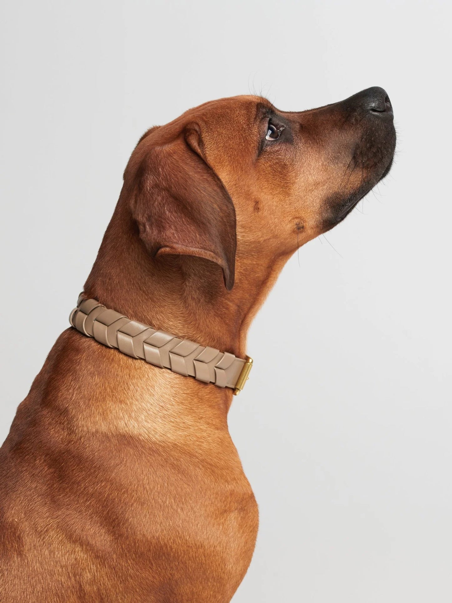 Mela Caspita Hundehalsband in taupe
