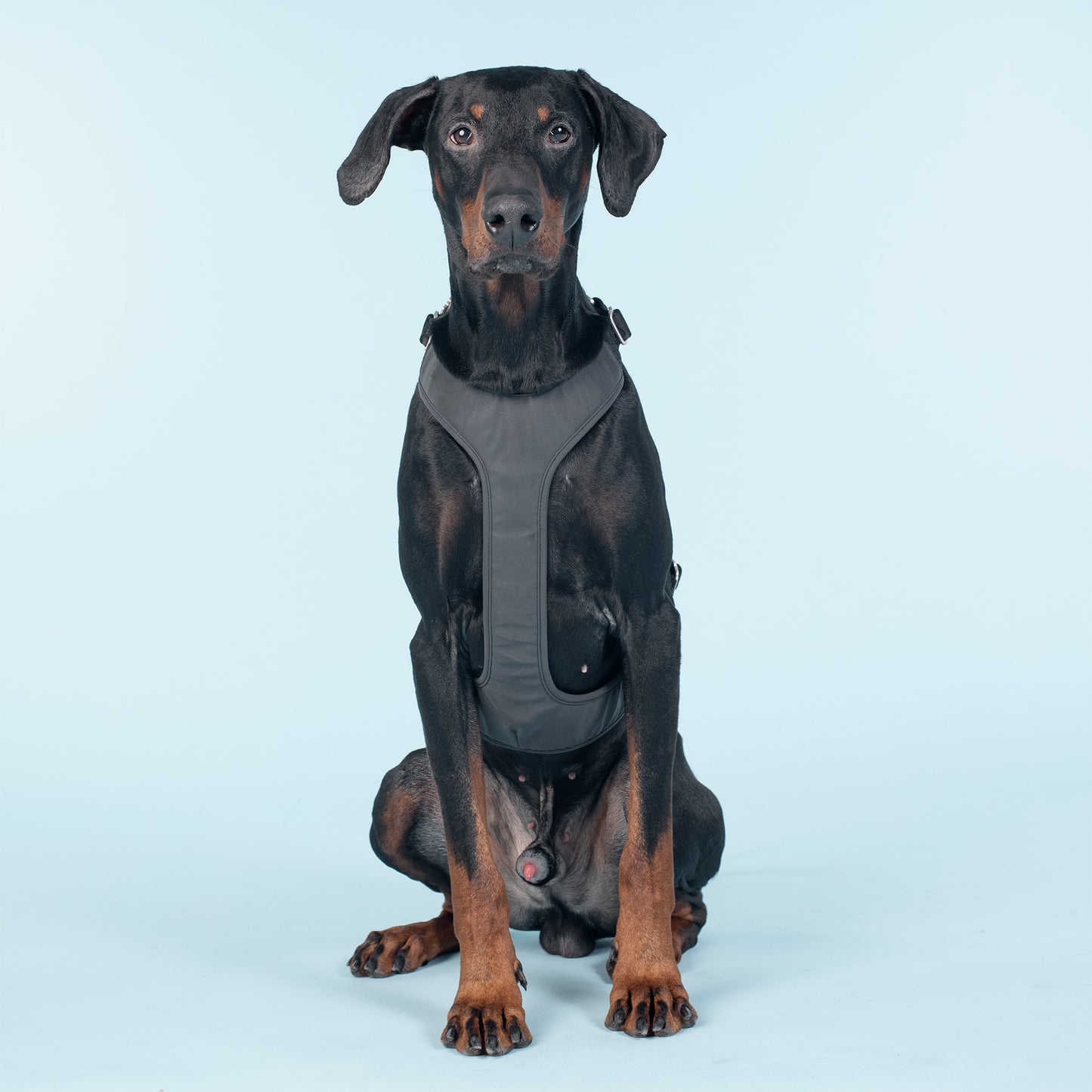Visibility Hundegeschirr Dark