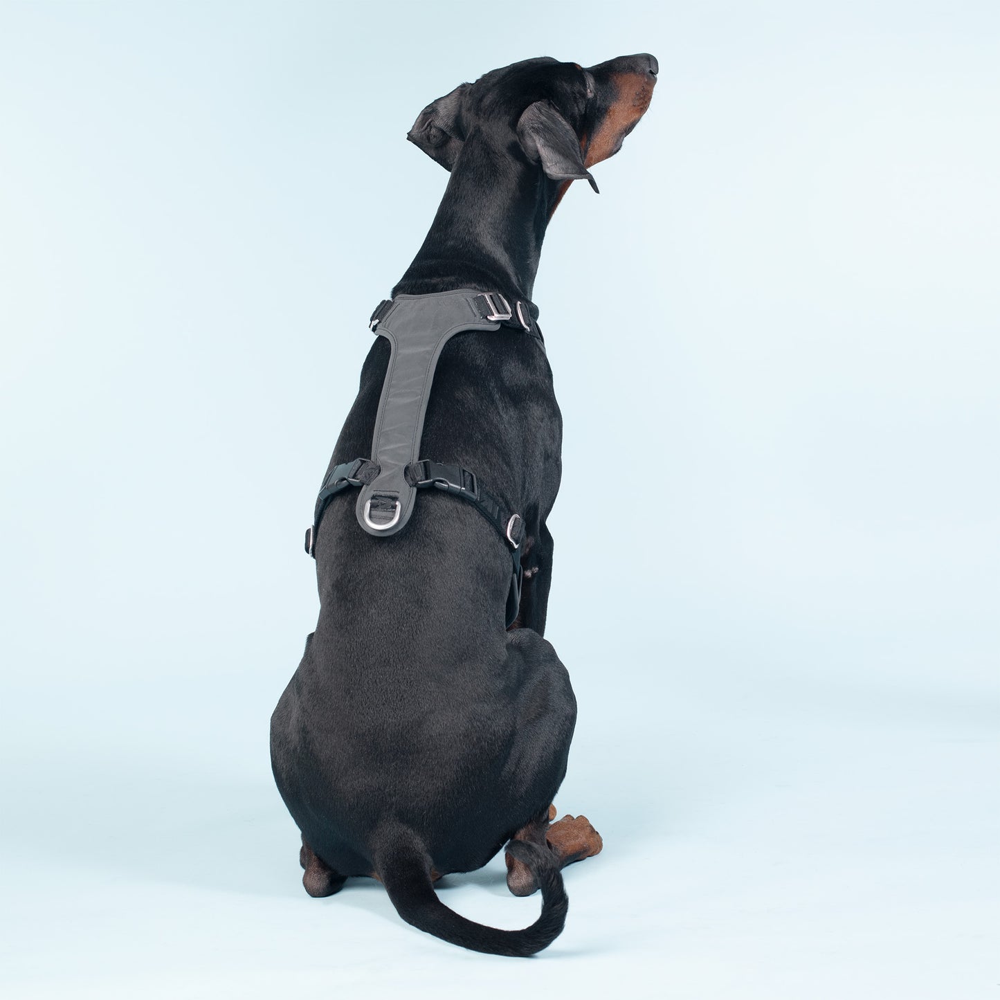 Visibility Hundegeschirr Dark