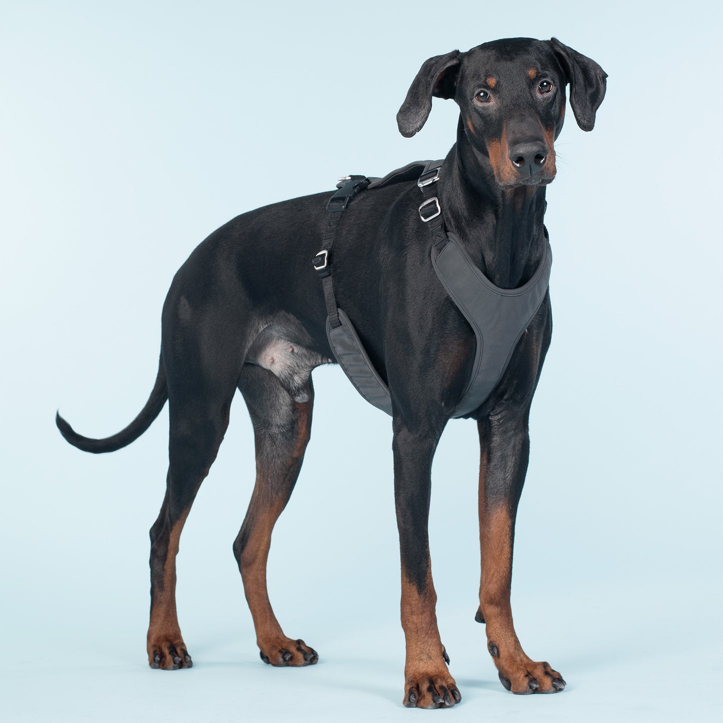 Visibility Hundegeschirr Dark