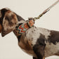 Hundehalsband Zigzag Naya