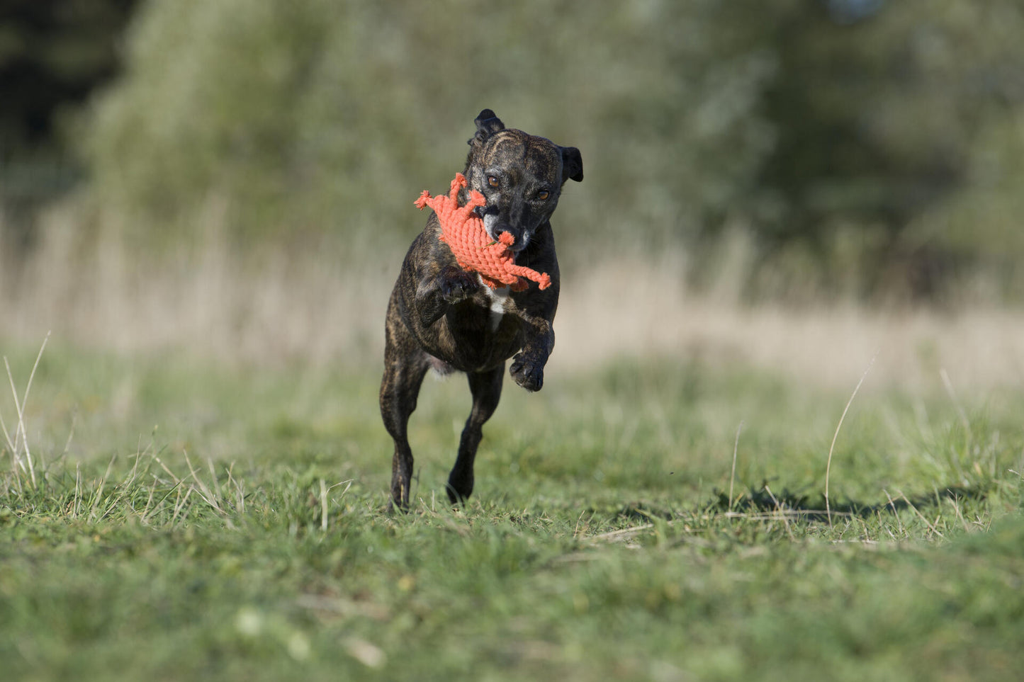 Hundespielzeug Kristof Krabbe