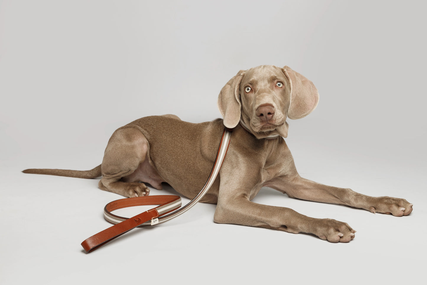 Hundehalsband Baseball Grau