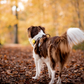 Orbiloc Dog Dual Sicherheitslicht - Gelb