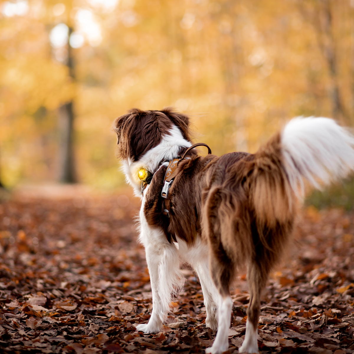 Orbiloc Dog Dual Sicherheitslicht - Gelb