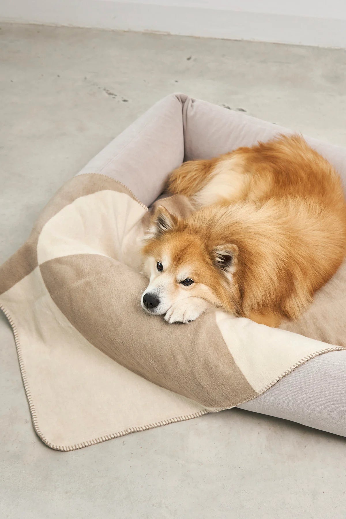 Hundedecke Ponte in Nougat