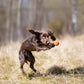 Hundespielzeug Wurfball