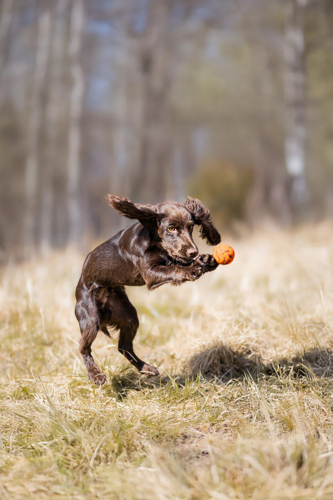 Hundespielzeug Wurfball