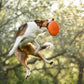 Hundespielzeug Frisbee flying disc