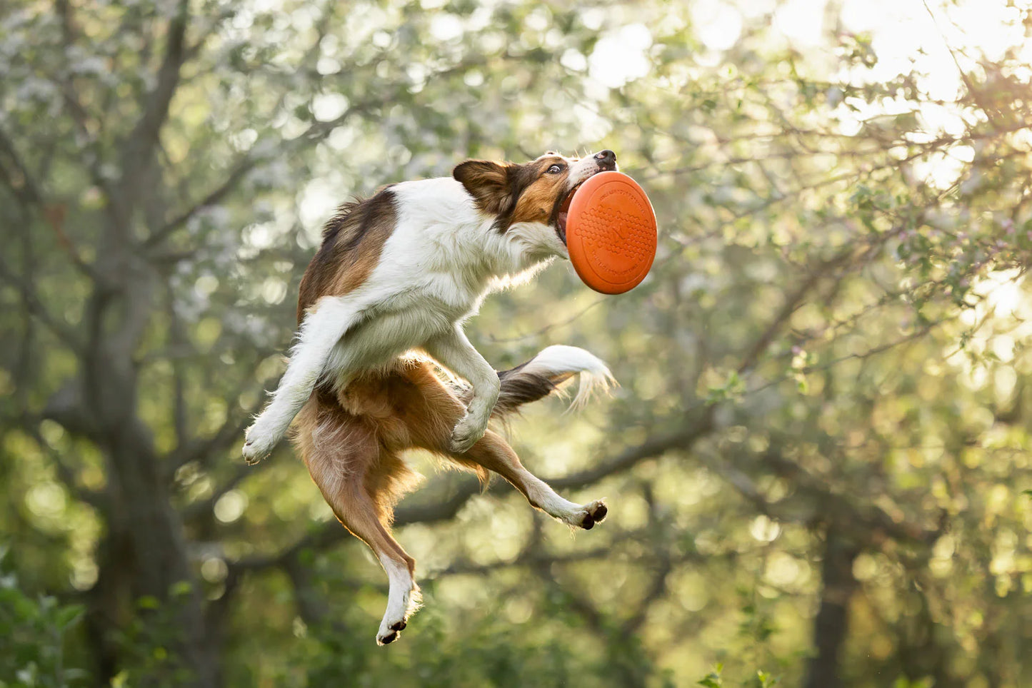 Hundespielzeug Frisbee flying disc