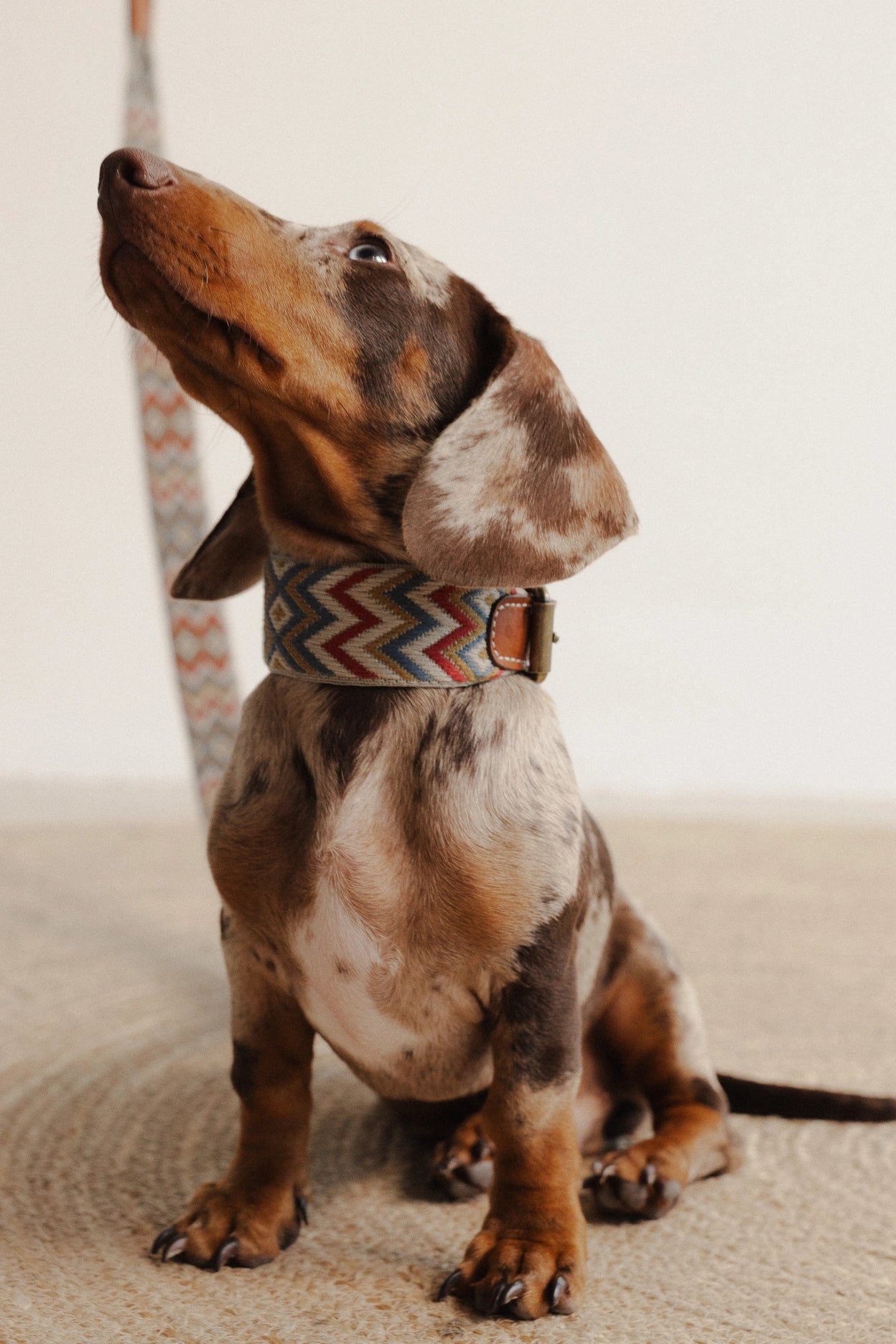 Hundehalsband Zigzag Naya
