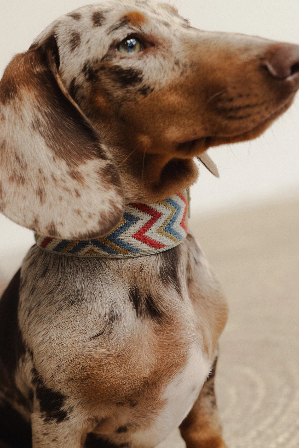Hundehalsband Zigzag Naya