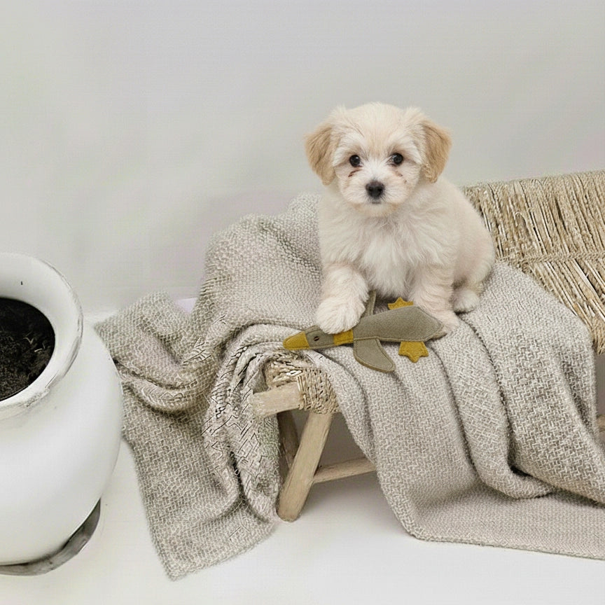 Ente Quak - Spielzeug aus Leder