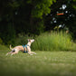 Hundespielzeug Frisbee flying disc