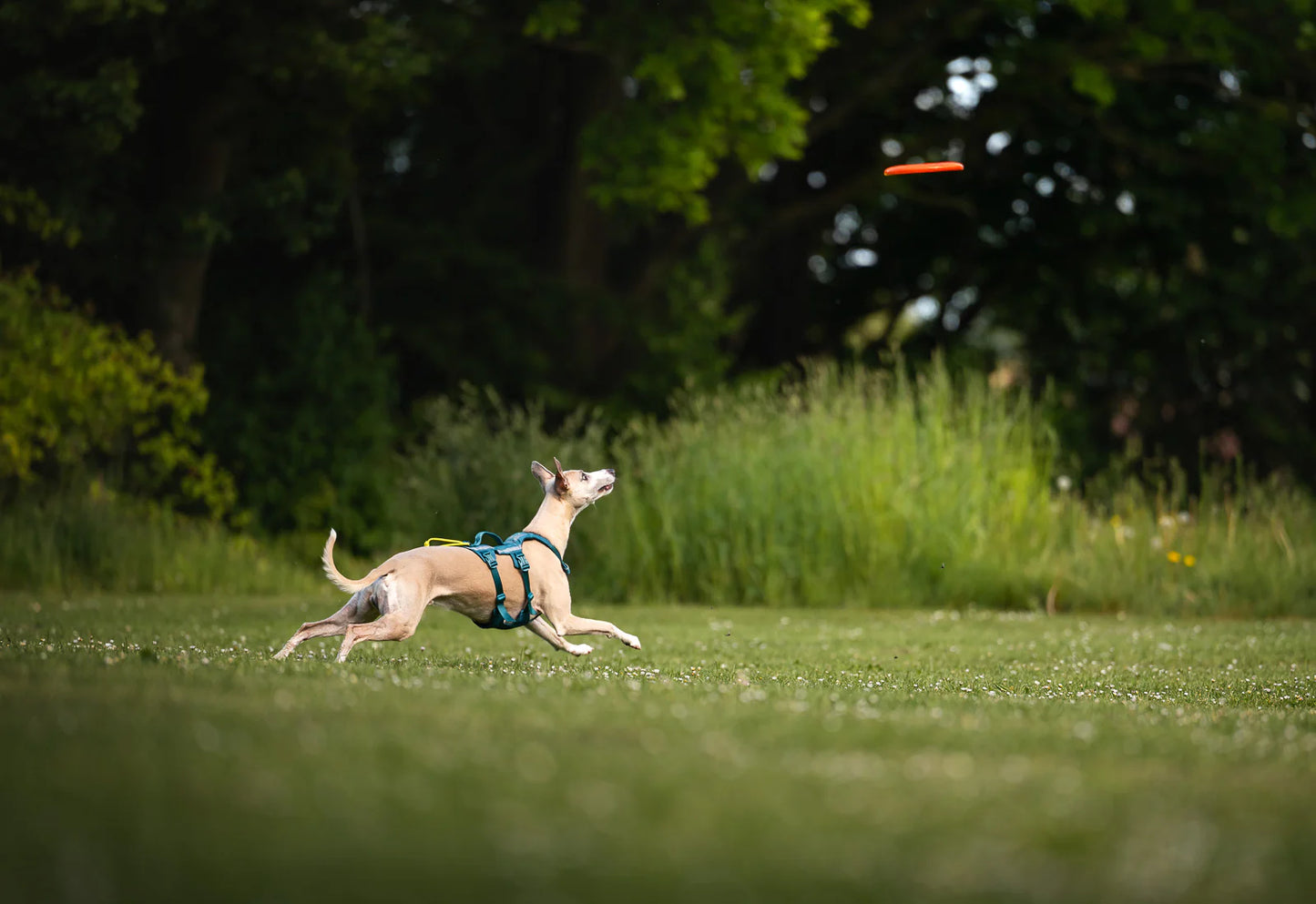 Hundespielzeug Frisbee flying disc
