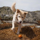 Hundespielzeug Wurfball