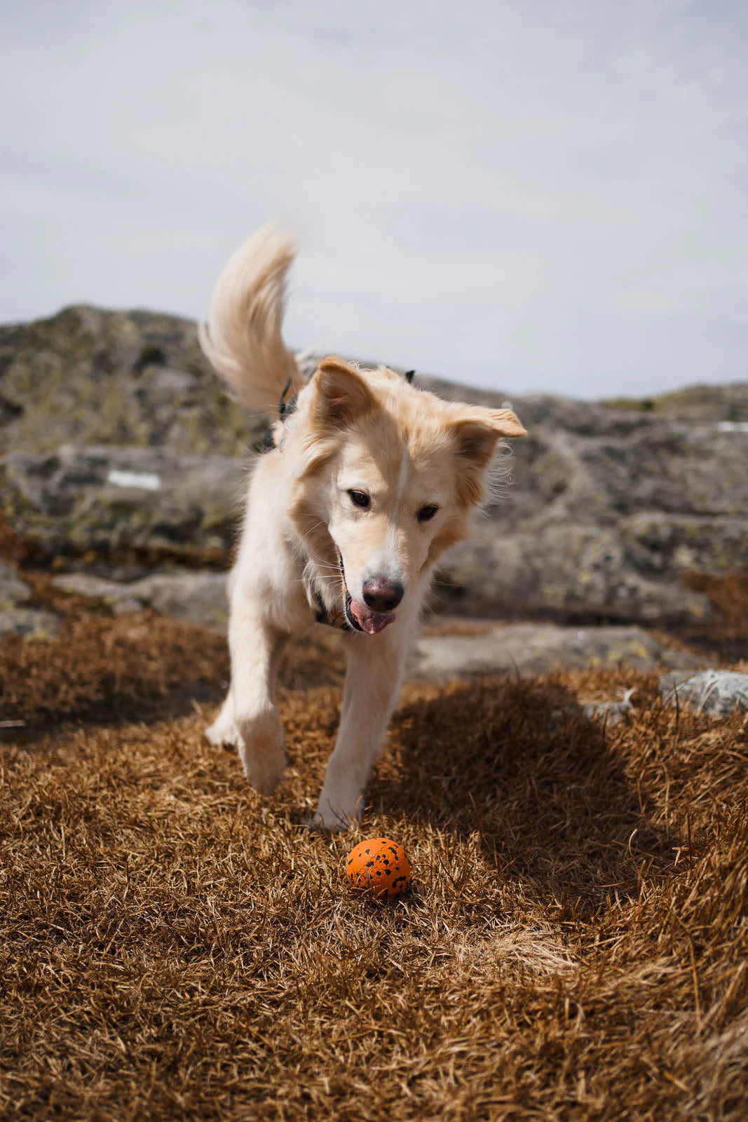 Hundespielzeug Wurfball
