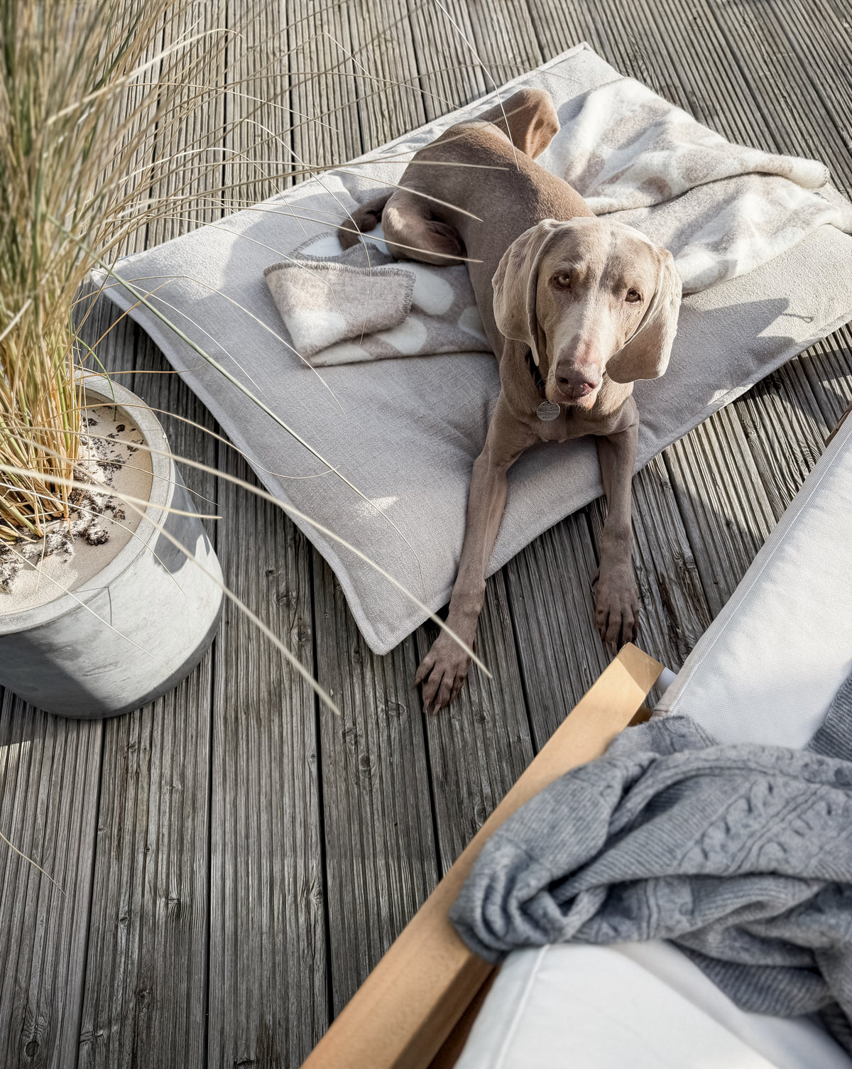 SCADI • LIVING WITH DOGS