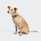 C-1 Zugstopp Halsband Air-Mesh AKTIV Neon Green/Peach