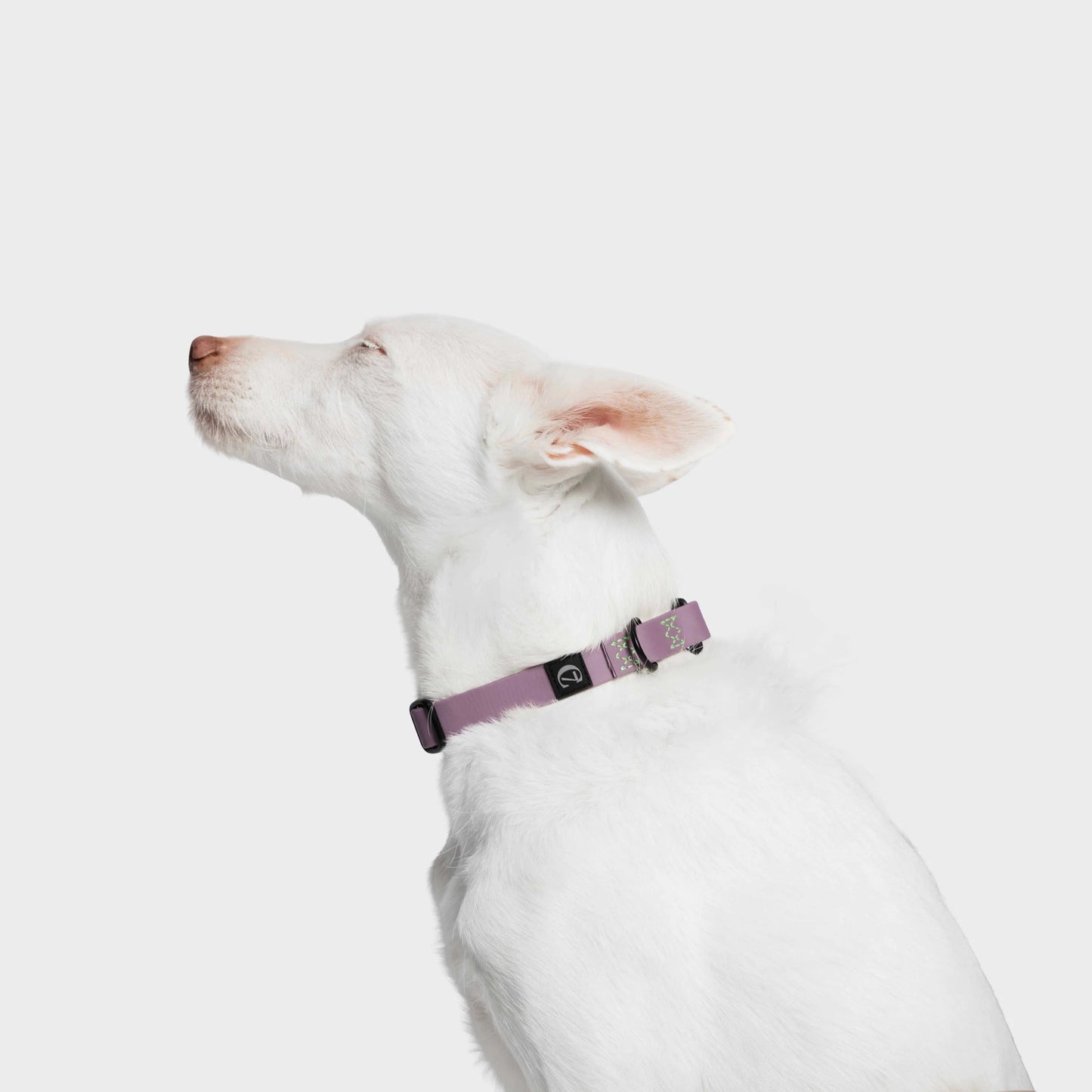 Hundehalsband BioThane Ipanema Lilac und Neon Green
