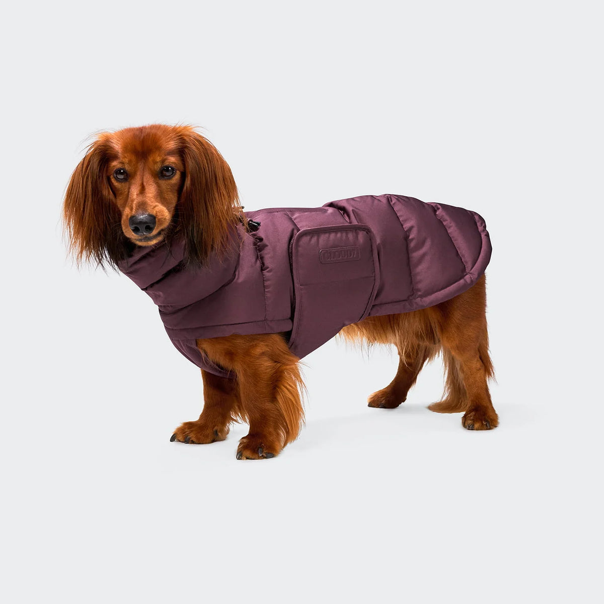 Dachshund Coat Winter Alaska Light Olive