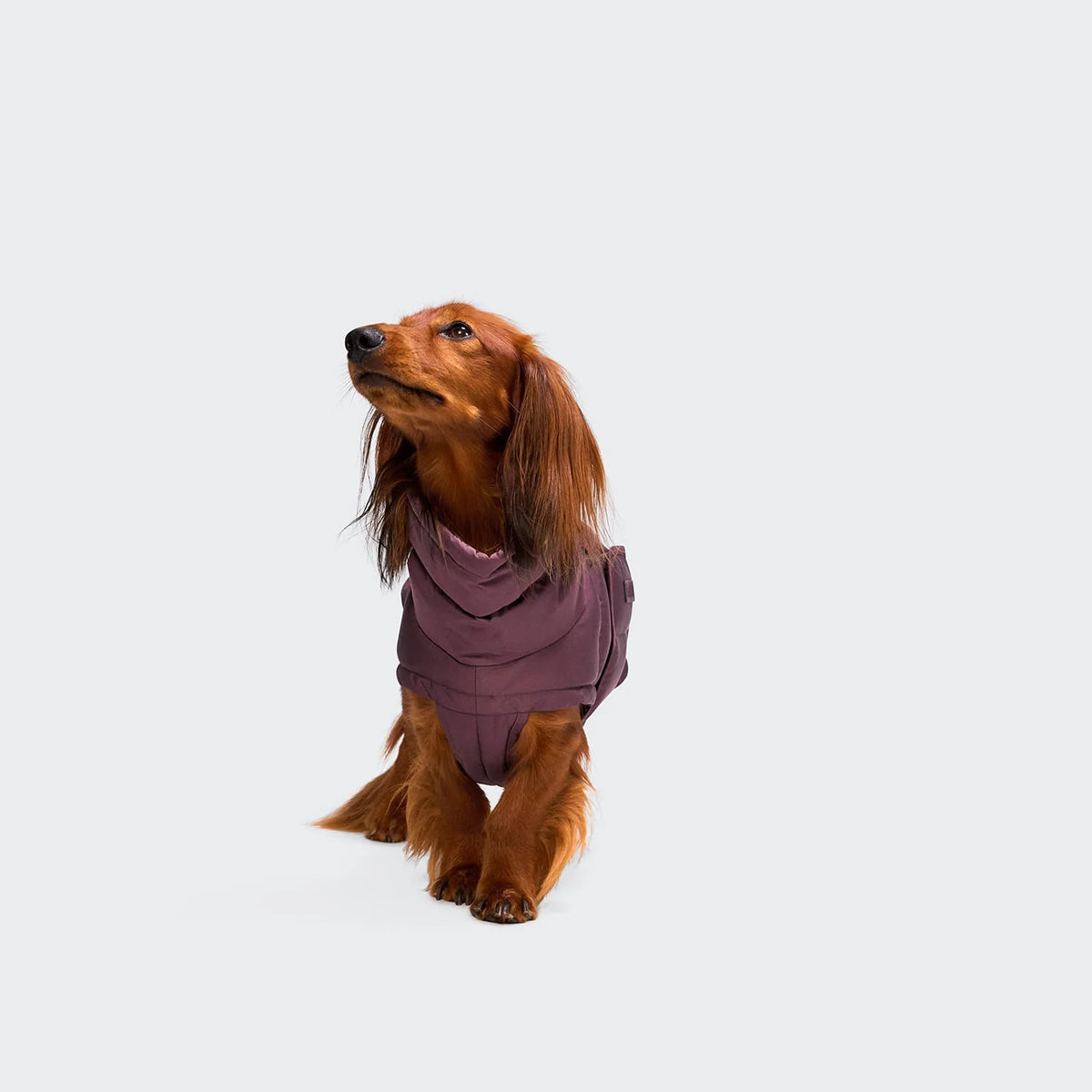 Dachshund Coat Winter Alaska Light Olive
