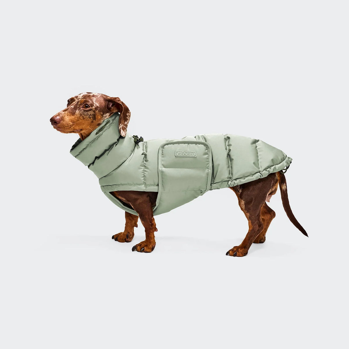 Dachshund Coat Winter Alaska Light Olive