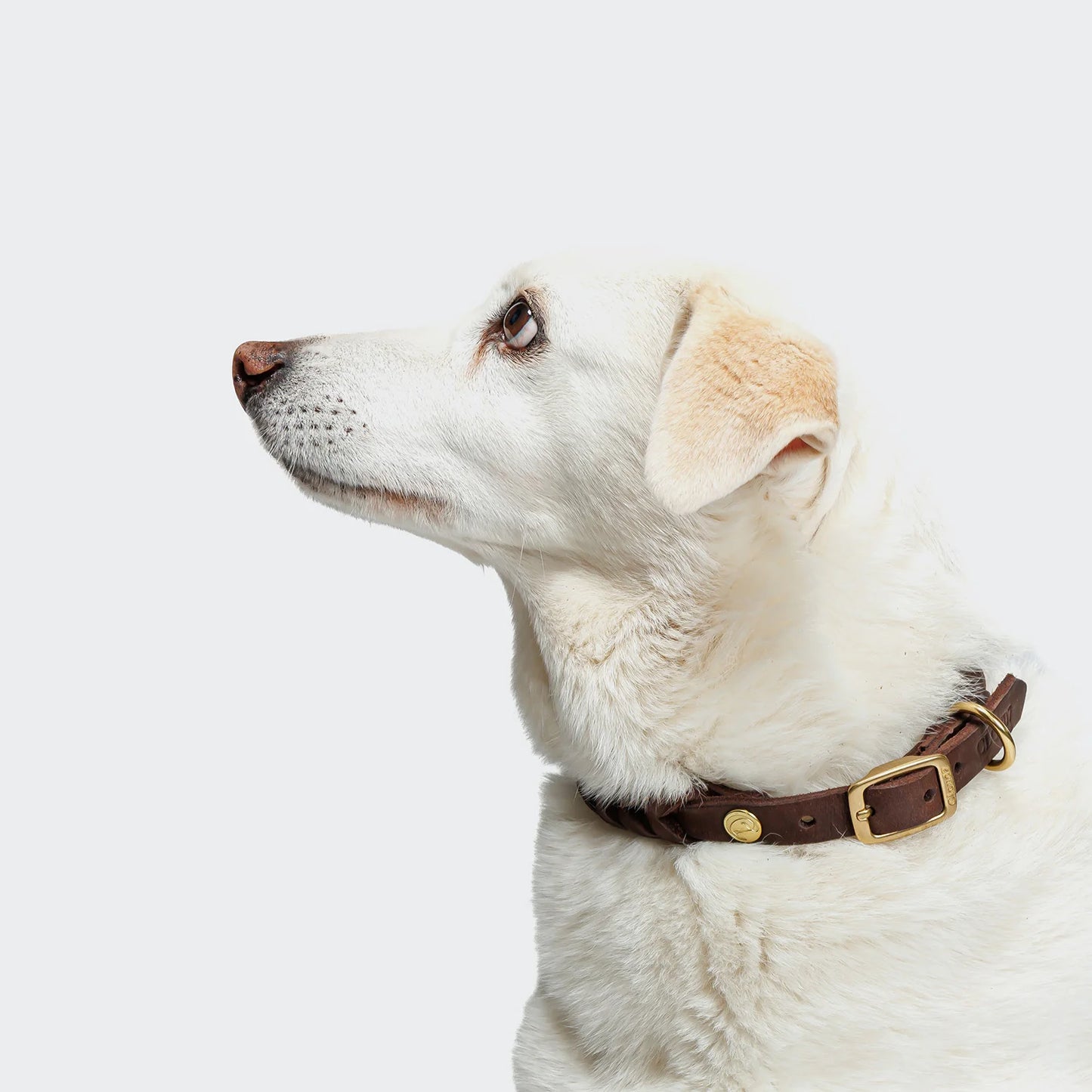 Hundehalsband Central Park Saddle Brown Gold