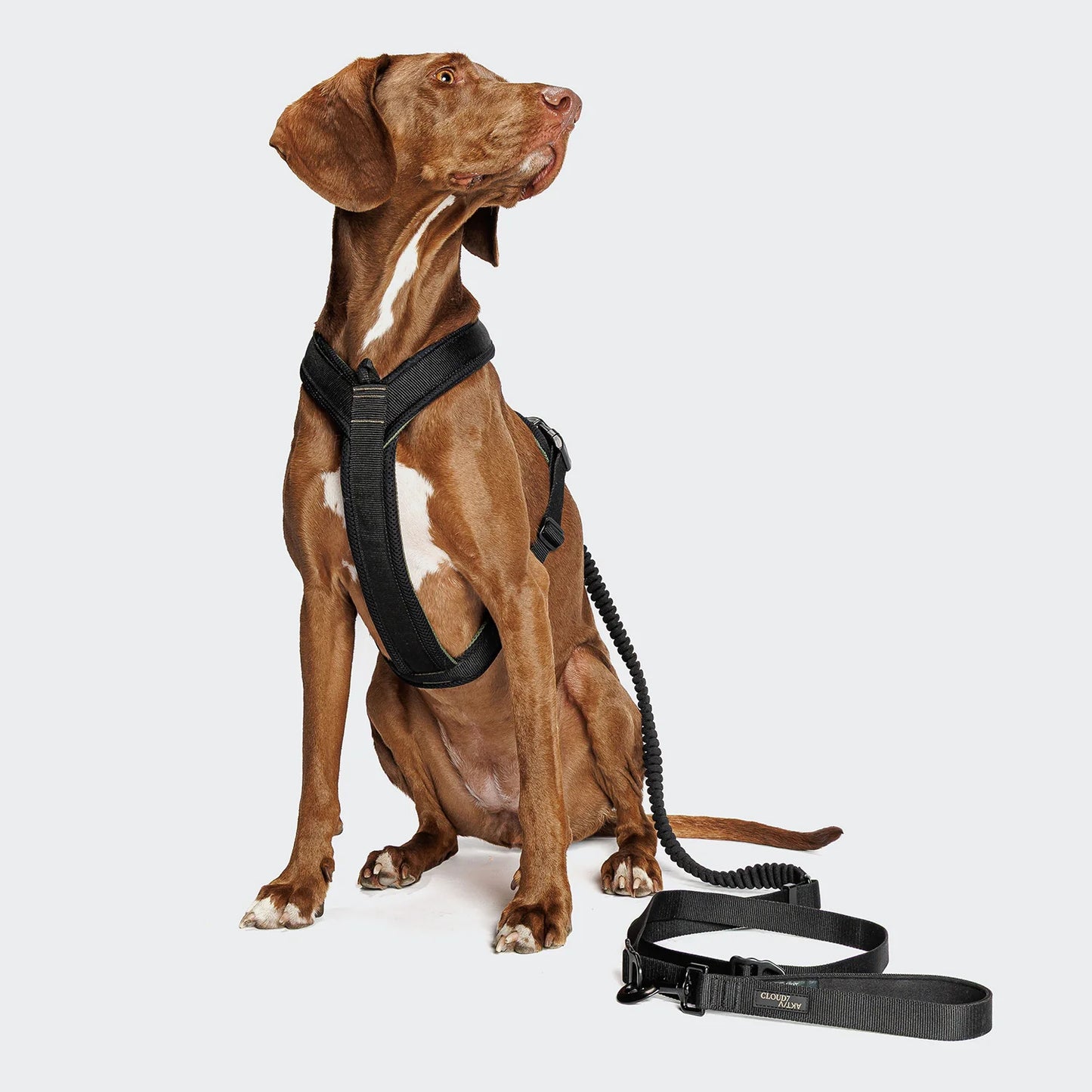 L-2 Jogging-Leine AKTIV Black