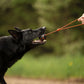 Hundespielzeug Wurfball mit Schnur