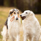 Hundespielzeug Wurfball mit Schnur