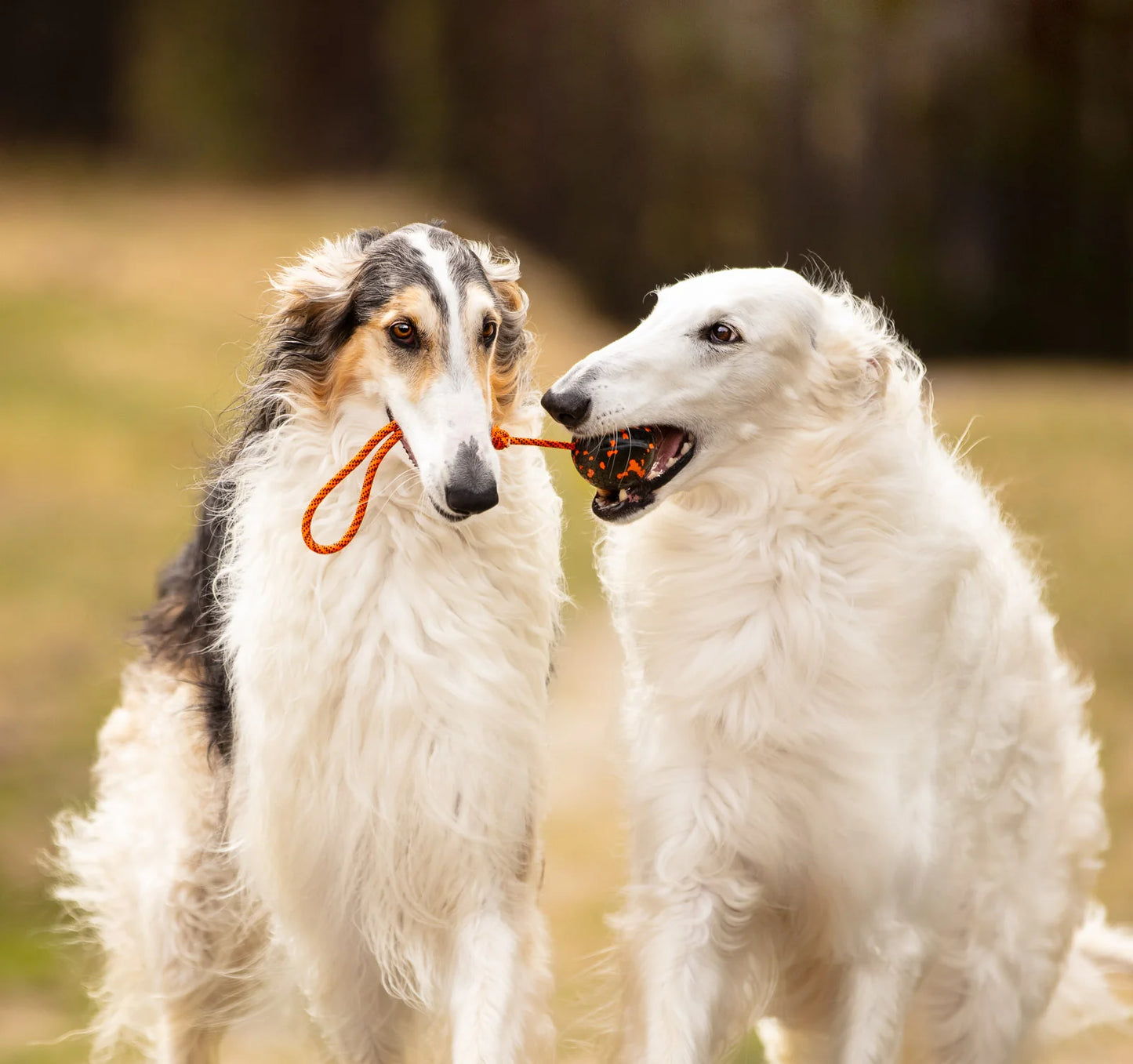 Hundespielzeug Wurfball mit Schnur