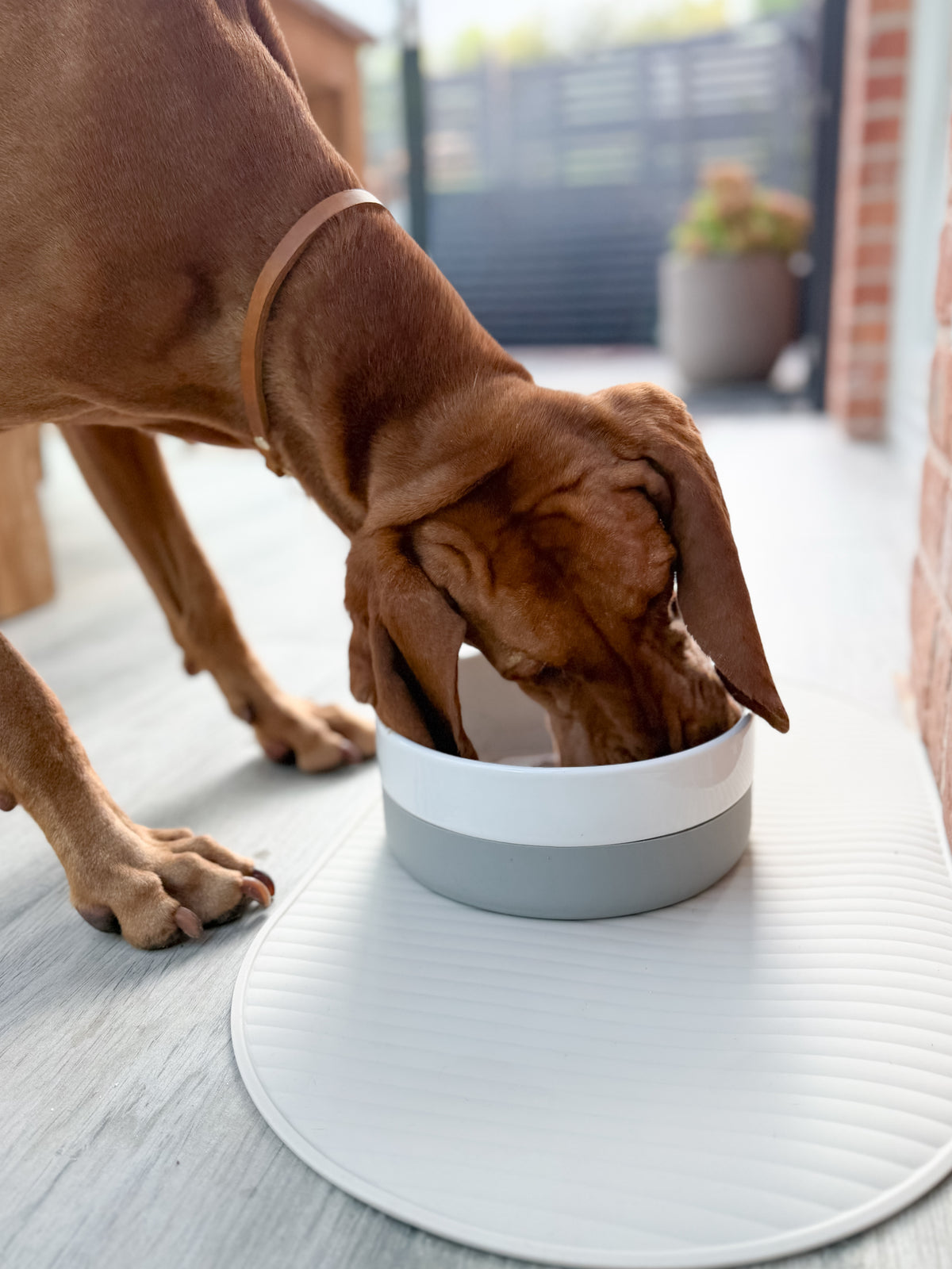 SCADI • LIVING WITH DOGS
