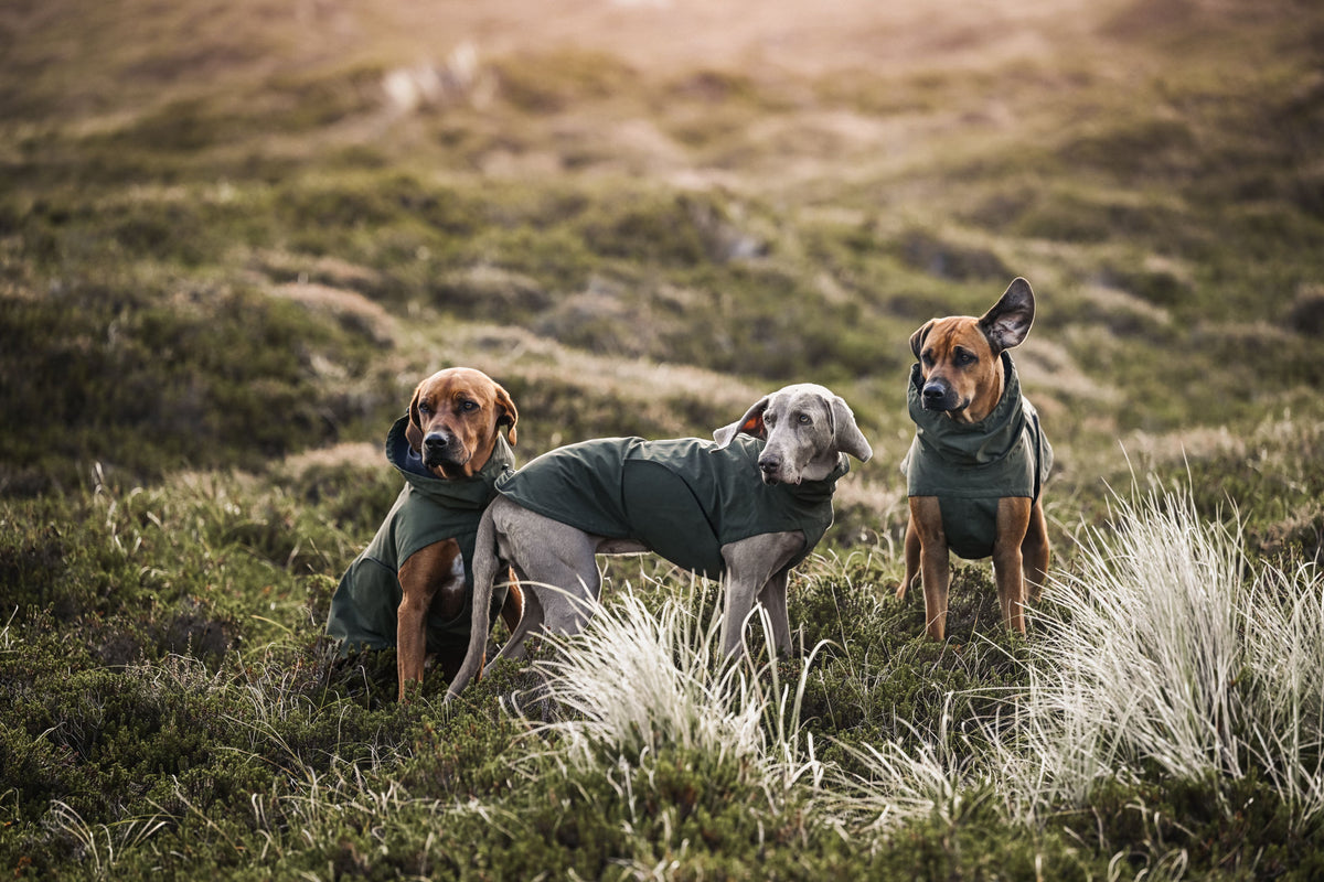 SCADI • LIVING WITH DOGS